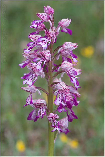Orchis x hybrida 1