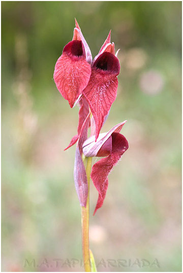 Serapias cordigera 4