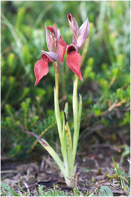 Serapias cordigera 5