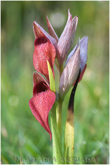 Serapias cordigera 6