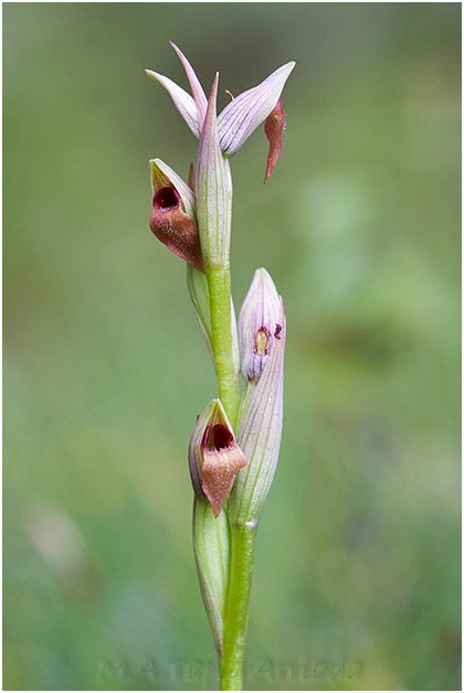 Serapias parviflora 1