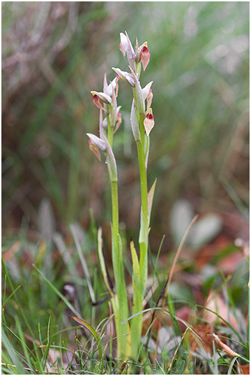 Serapias parviflora 2