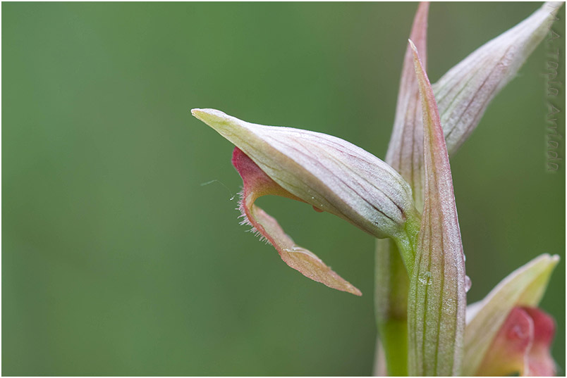 Serapias parviflora 3