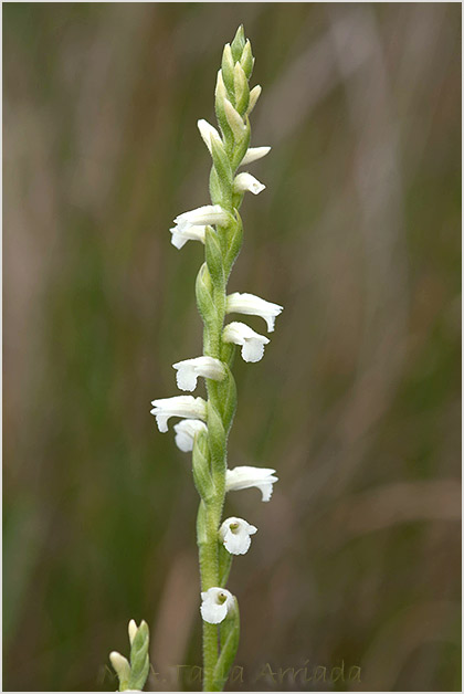 Spiranthes aestivalis 1