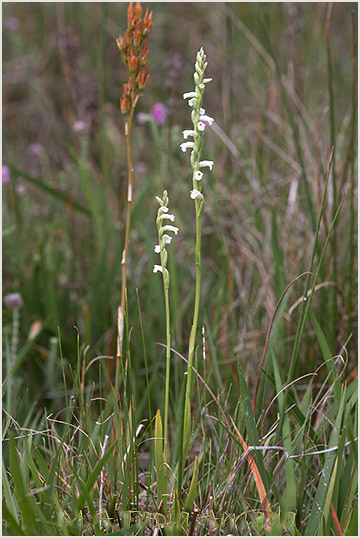 Spiranthes aestivalis 2