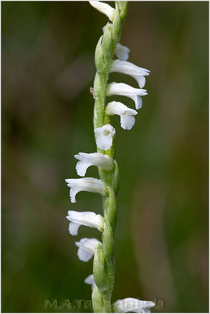 Spiranthes aestivalis 3