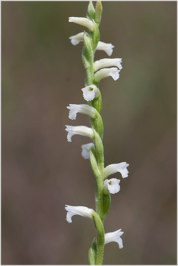 Spiranthes aestivalis 4