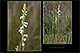 Spiranthes aestivalis 1