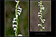 Spiranthes aestivalis 2