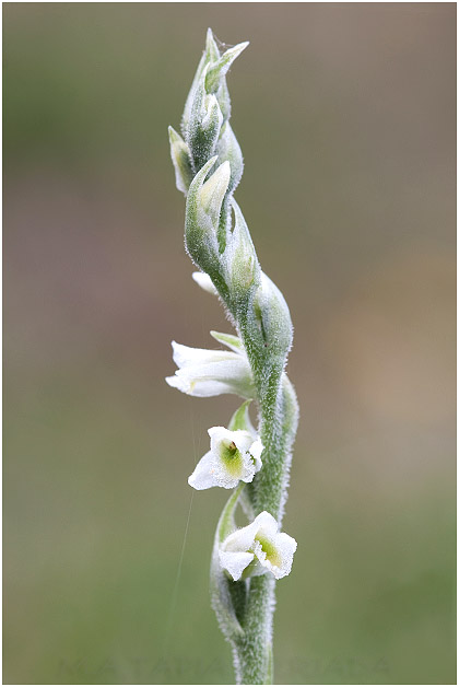 Spiranthes spiralis 1