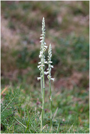 Spiranthes spiralis 2