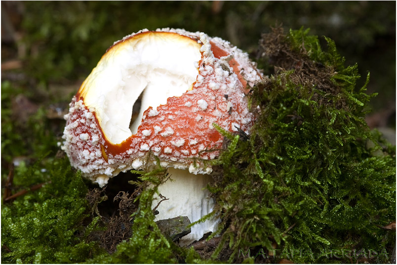 Amanita muscaria 2
