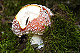 Amanita muscaria 2