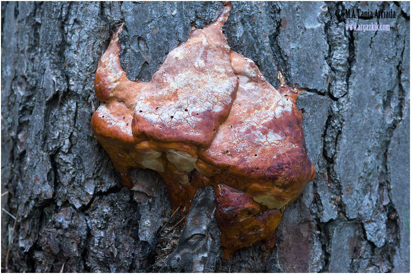 Fomitopsis pinicola 2