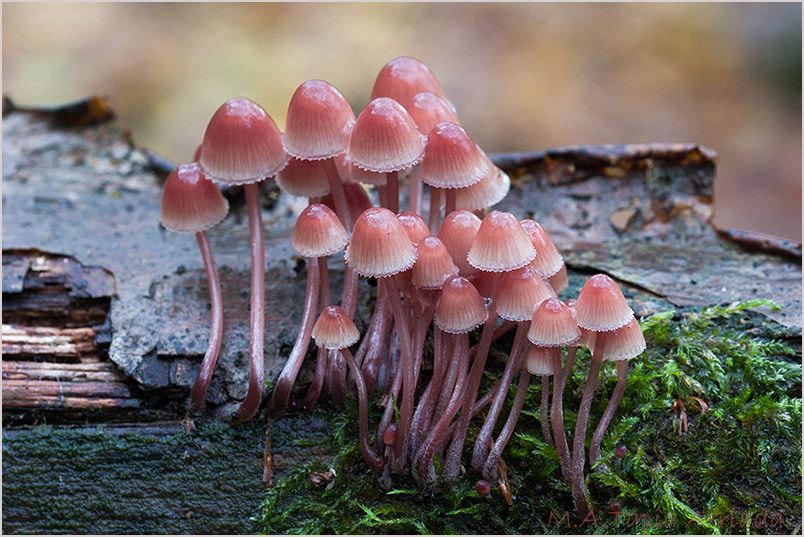 Mycena haematopus 2