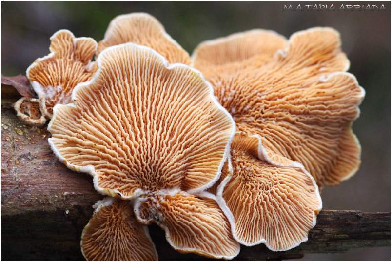 Tapinella panuoides photo 1