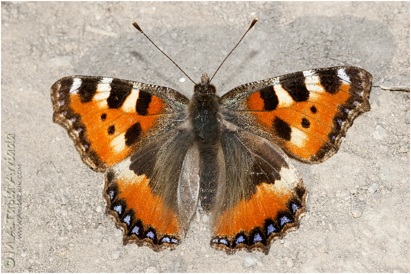 Aglais urticae 1