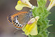 Coenonympha arcania 1