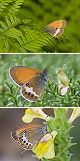 Coenonympha arcania Artxibo