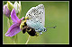 Polyommatus hispanus 1