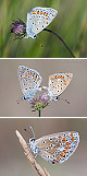 Polyommatus icarus Artxiboa