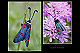 Zygaena lavandulae 1